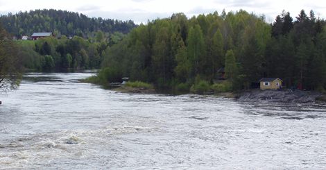 Bra for laksen i Numedalslågen